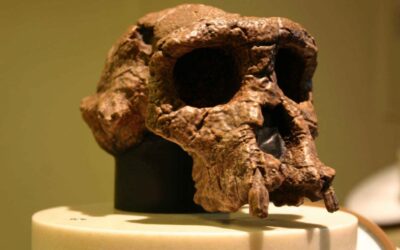 Sahelanthropus