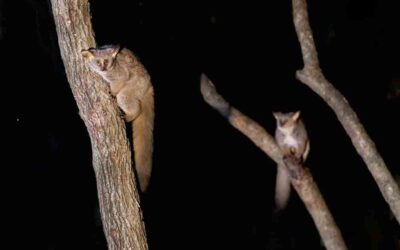 Animales nocturnos