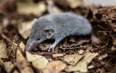 La gestación más larga y mas corta en la naturaleza