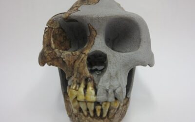Ardipithecus