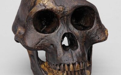 Australopithecus