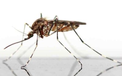 El animal más peligroso del mundo: El Mosquito