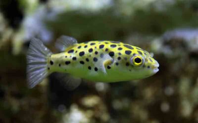 Peces de Agua Salobre