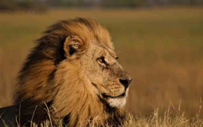 ¿Por qué los animales son territoriales?