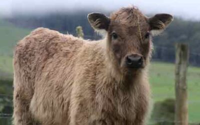 Beefalo