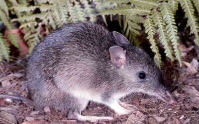 Los Bandicuts