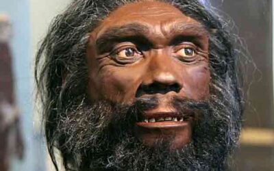 HOMO HEIDELBERGENSIS