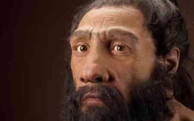 Homo Neanderthalensis