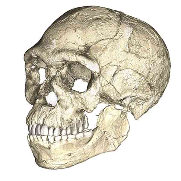 Homo-sapiens