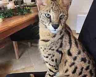 Savannah cat