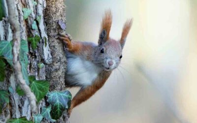 Animales diurnos