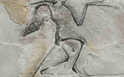 Aves: Dinosaurios del Cielo
