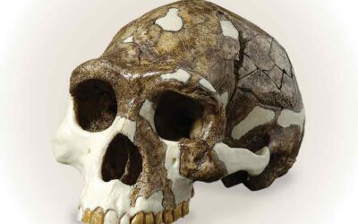 Homo Erectus