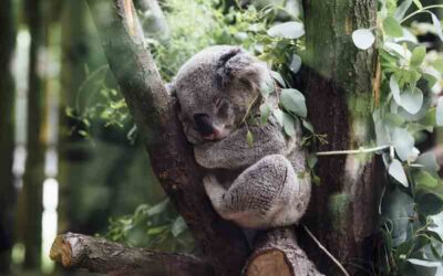 El Koala