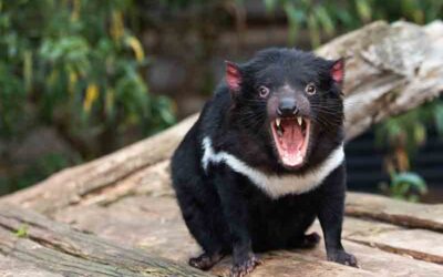 El Demonio De Tasmania