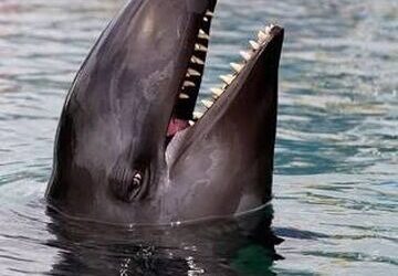 Wholphin