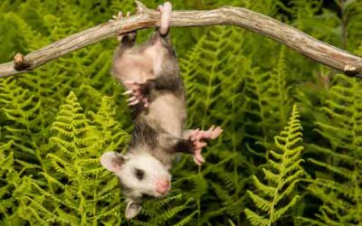 Zarigüeya Marsupial Americano