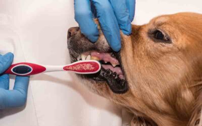  La Higiene Dental en Perros