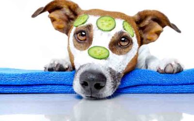 Cuidando la Salud de tu Mascota, Cuidas la Tuya