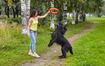 Cómo Encontrar la Mejor Técnica para Entrenar a tu Perro: